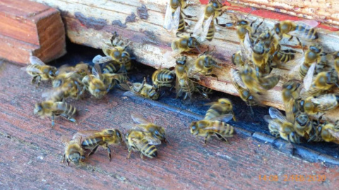 Nehéz idők a méhészetben